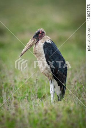 Marabou stork standing on flat grassy plain 41003978