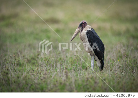 Marabou stork standing on flat grassy savannah Marabou stork standing on flat grassy savannah 41003979