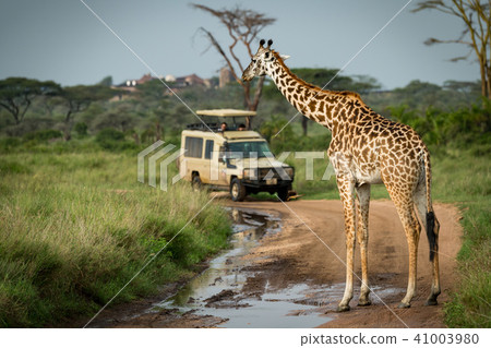 Masai giraffe blocking flooded track for jeep Masai giraffe blocking flooded track for jeep 41003980