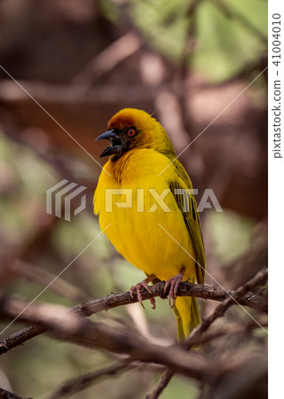 Masked weaver bird opens mouth on branch 41004010
