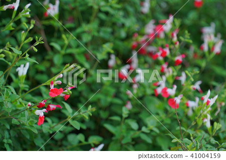 Flowers Flowers 41004159