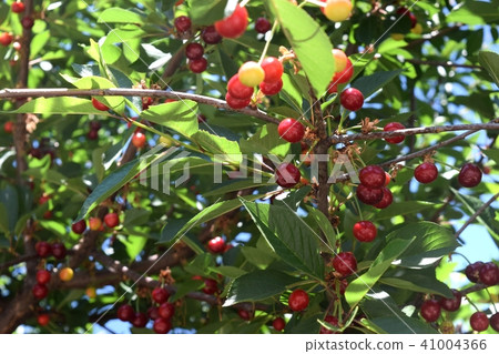 sour cherry on a tree sour cherry on a tree 41004366