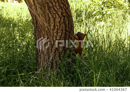 Squirrel on the tree Squirrel on the tree 41004367