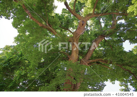 國家的天然寶藏大灰燼 41004545