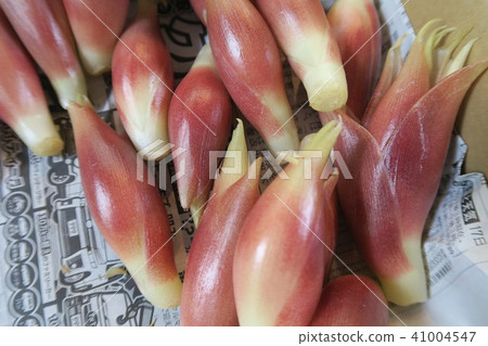 日本生薑 41004547