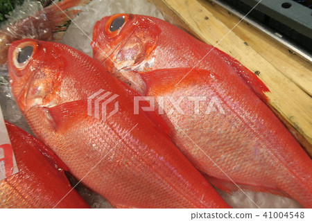 紅鯛魚 41004548