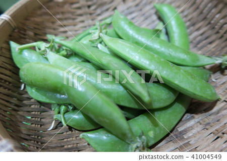 Pea 41004549