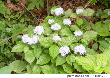 Yamah繡球花 Yamah繡球花 41004729