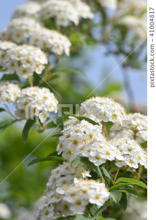 Kodemari花春 41004817
