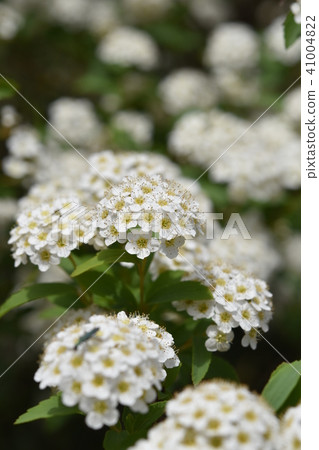 Kodemari Flower Spring Kodemari Flower Spring 41004822