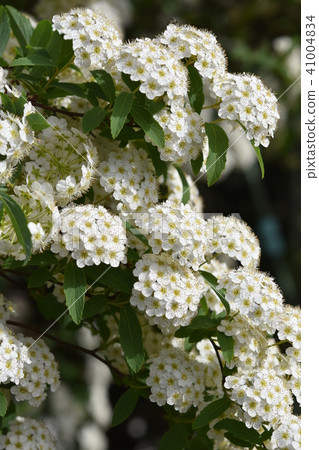 Kodemari Flower Spring Kodemari Flower Spring 41004834