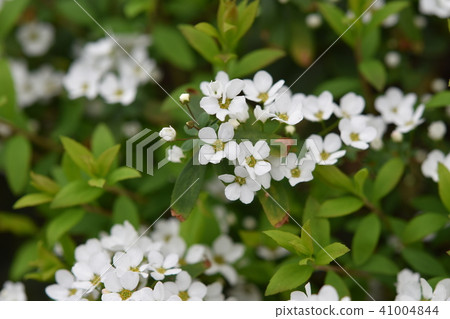Kodemari Flower Spring Kodemari Flower Spring 41004844