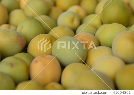 李子成熟李子Nanko李子SDG可持續食品自給食品危機 41004861