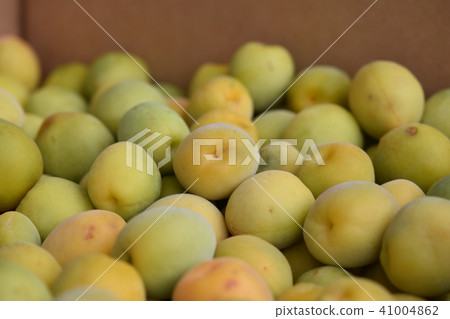 李子成熟李子Minami Takashi 李子成熟李子Minami Takashi 41004862