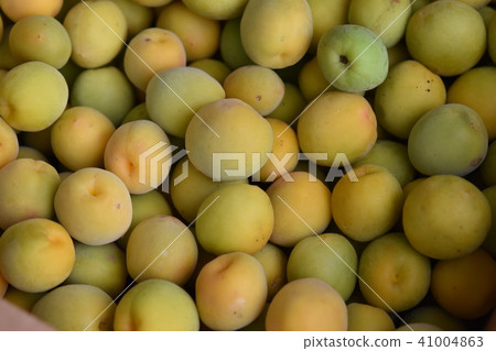 李子成熟李子Nanko李子SDG可持續食品自給食品危機 李子成熟李子Nanko李子SDG可持續食品自給食品危機 41004863