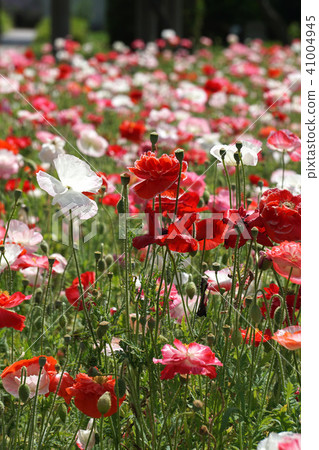 Shirley Poppy Shirley Poppy 41004945