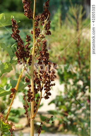 Dead flowers of rhubarb 41005385