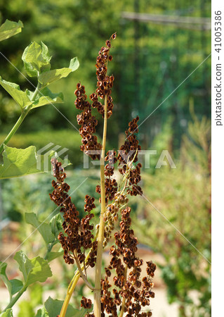 Dead flowers of rhubarb 41005386