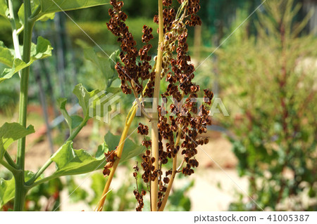 Dead flowers of rhubarb 41005387