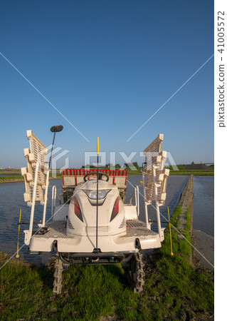 Rice plants May spring Sanae Rice plants May spring Sanae 41005572