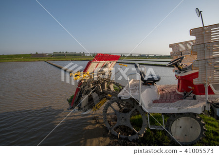 Rice plants May spring Sanae Rice plants May spring Sanae 41005573