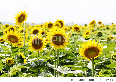sunflower sunflower 41005653