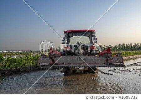 Chicken rice planting May spring Sanae 41005732