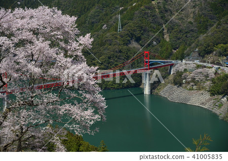 One cherry tree on the shore of Otadami dam on Nishiyodogawa cho Kochi prefecture One cherry tree on the shore of Otadami dam on Nishiyodogawa cho Kochi prefecture 41005835