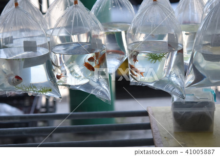 Goldfish Goldfish 41005887