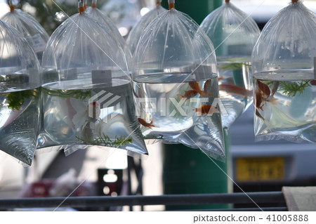 Goldfish Goldfish 41005888