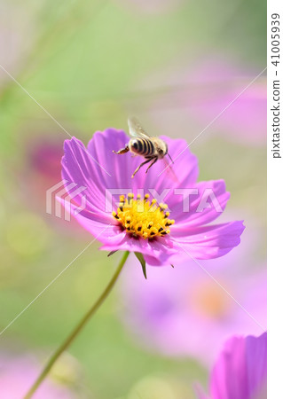 Cosmos 田野和蜜蜂 Cosmos Kosumosu 秋季上市高原 和泉市 鹿兒島縣 41005939