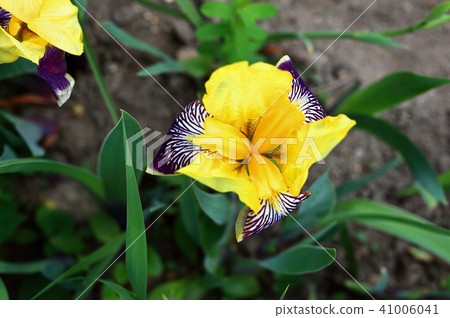 German iris 41006041