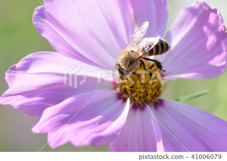 Cosmos field and honey bee Cosmos Kosumosu Autumn Listed Plateau Izumi City Kagoshima Prefecture 41006079