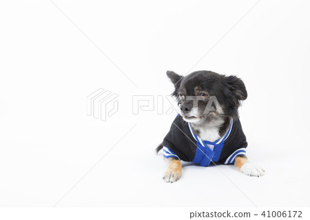 黑色貴賓犬 41006172