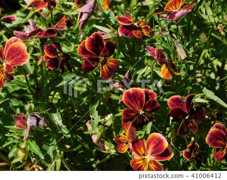 Red violet viola 41006412