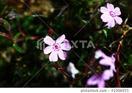 Shibazakura的開花 Shibazakura的開花 41006855