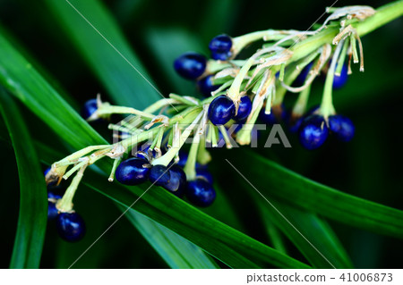 Nosiran藍色休息 41006873