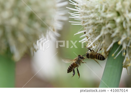 Shouchi和蜜蜂 41007014