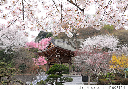 Sakura at Moganeji Temple 02 Sakura at Moganeji Temple 02 41007124