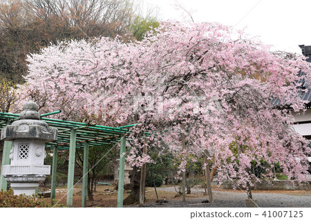 Cherry Blossoms at Actozenji Cherry Blossoms at Actozenji 41007125
