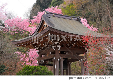 Cherry Blossoms at Actual Temple 04 Cherry Blossoms at Actual Temple 04 41007126
