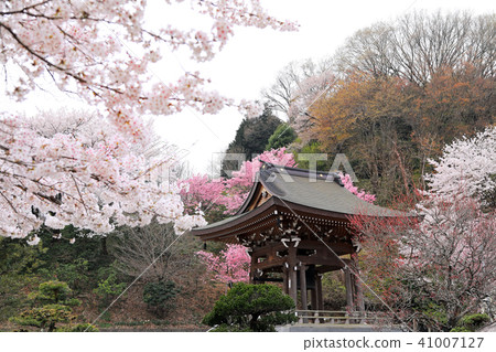 Cherry blossoms at Actozenji 05 Cherry blossoms at Actozenji 05 41007127