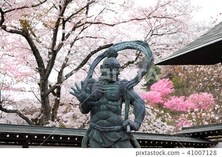 Cherry Blossoms at Actual Temple 06 Cherry Blossoms at Actual Temple 06 41007128