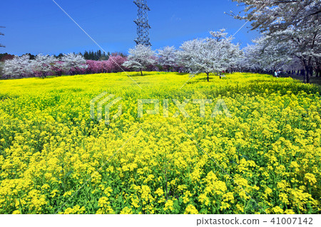 赤城南側Senbon Sakura 04 41007142