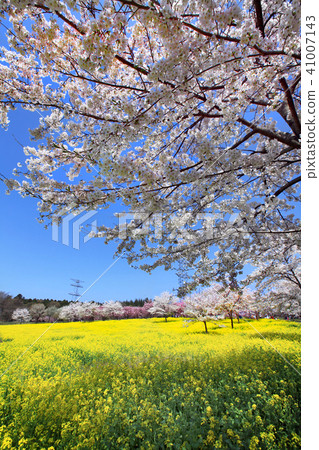 Minami Akagi Senbon Sakura 05 41007143