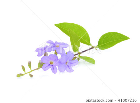 golden dewdrop,sky flower,pigeon berry isolated golden dewdrop,sky flower,pigeon berry isolated 41007216