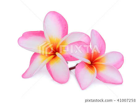 pink frangipani flower isolated white background 41007258
