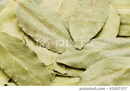 Laurier (laurel) 41007357