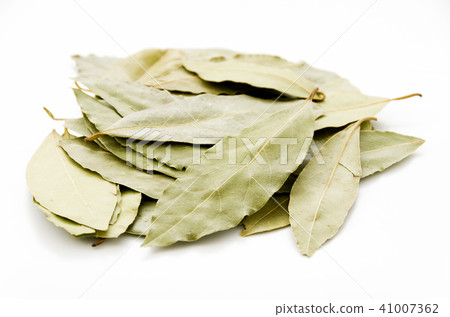 Laurier (laurel) 41007362