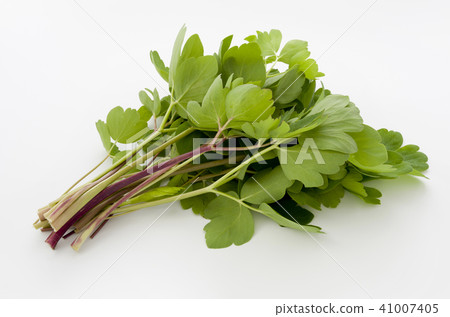 長壽草(鈕扣弓魚) 長壽草(鈕扣弓魚) 41007405